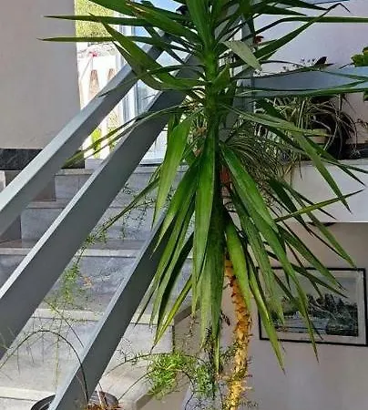 Apartment Apartman Dragica S1 *