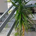 Apartamento Dragica S1 *