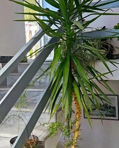 Appartement Dragica S1 *